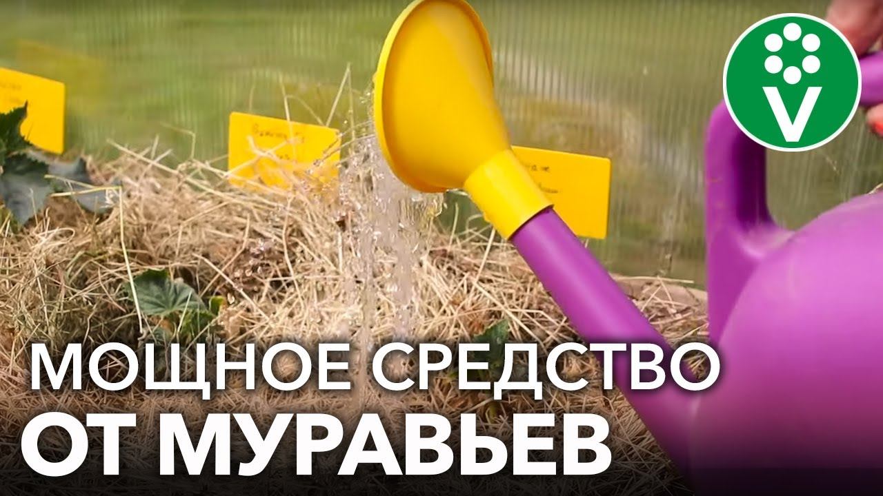 ВЫГНАЛА МУРАВЬЕВ ИЗ ТЕПЛИЦЫ БЕЗ ХИМИИ! 2 органических и действительно работающих способа смотреть онлайн