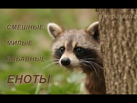 Смешные и прикольные еноты - забавные животные смотреть онлайн