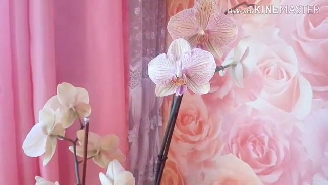 Мои орхидейные деревья ! Цветущий апрель! Обзор моих гигантских орхидей! смотреть онлайн