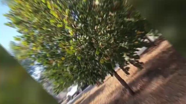 ЗДО №177 ЗМР "Спостереження за осінніми деревами" смотреть онлайн