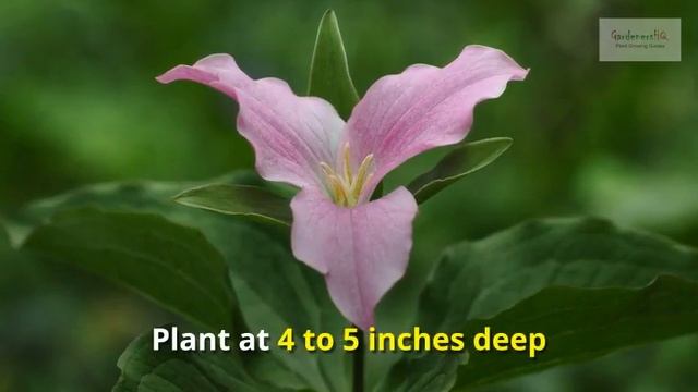 Trillium Growing Guide (Wake robin) by GardenersHQ смотреть онлайн