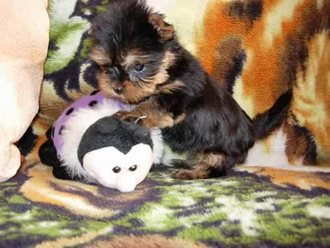 Щенки Йорка , йоркширский терьер смотреть онлайн