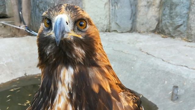 Беркут позирует на камеру смотреть онлайн