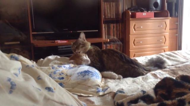 Котики обнимаются смотреть онлайн