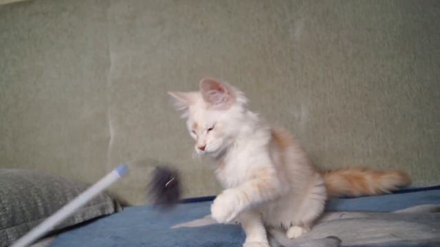котёнок Мейн кун Uranus Big Paw (3,5 мес) смотреть онлайн