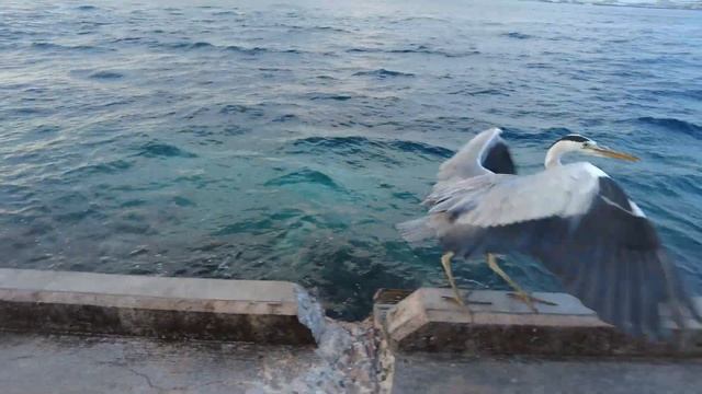 MALE, MALDIVES - WALKING THE CAPITAL IN 4K