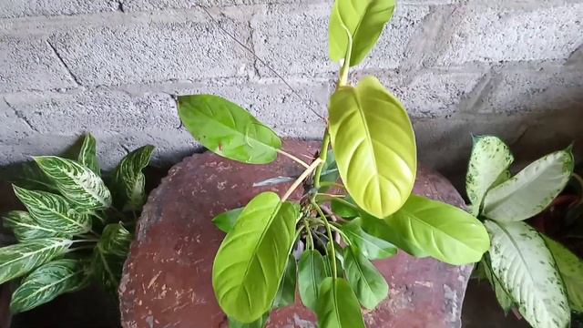 SPATHIPHYLLUM | VARIEGATED PHILODENDRONS | PEACE LILY | VARIEGATED PLANTS #nature #plants #plant смотреть онлайн