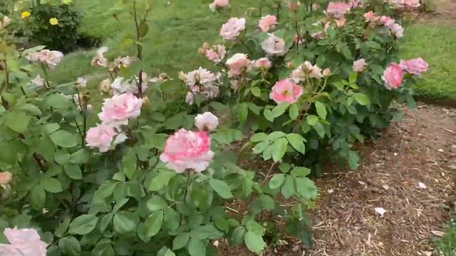 Parque Elizabeth , Rosas Y Más Rosas Hartford Connecticut 2parte