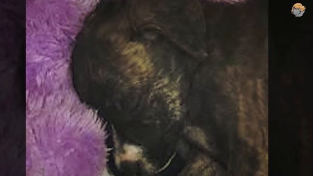 Полицейский отказался отпустить собаку после 12-часовой смены. Причина тронула миллионы людей смотреть онлайн