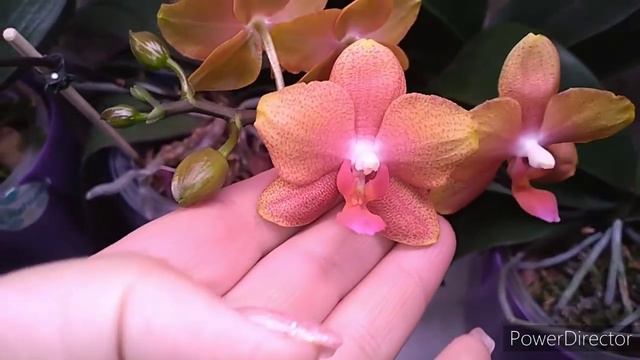 #Орхидеи#цветение орхидей# вторая часть🌺✌️🤩 смотреть онлайн