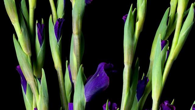 Purple Gladiolus Flowers Blooming - Daily Time-lapse Clip смотреть онлайн