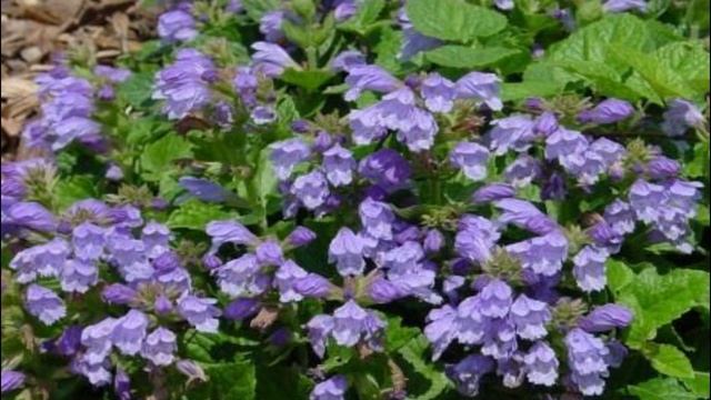 КЛУМБА из МНОГОЛЕТНИКОВ с ХВОЙНЫМИ. Какие многолетники будут расти под хвойными деревьями. смотреть онлайн