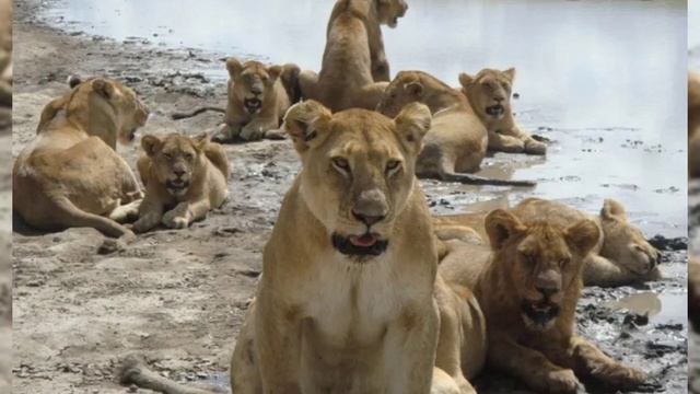 НЕВЕЖЕСТВО пЛессы и ТЯЖЁЛАЯ СУДЬБА ЛЬВИЦ ТАЙГАНА. #тайган #крым #львы #животные смотреть онлайн