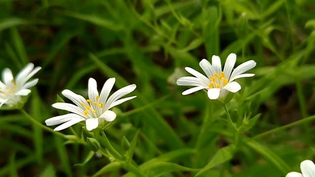 Звездчатка/Zvezdchatka(Stellária) 18.05.2021 смотреть онлайн