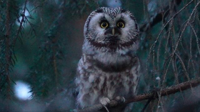 ?? Boreal owl - ?? Helmipöllö - ?? Chouette de Tengmalm (Aegolius funereus) смотреть онлайн