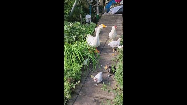 Детки на прогулке вместе с гусыня или наши цыплята 2023 . Часть 5 смотреть онлайн