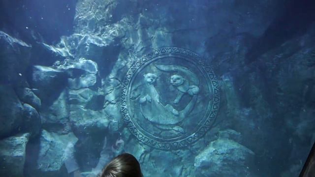 ИДЕМ в ОКЕАНАРИУМ SEALIFE Пингвины Морские Коньки Медузы Котики смотреть онлайн