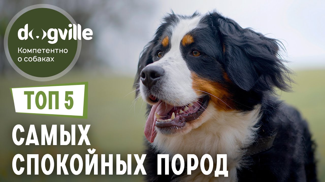 ТОП 5 Спокойных пород собак смотреть онлайн