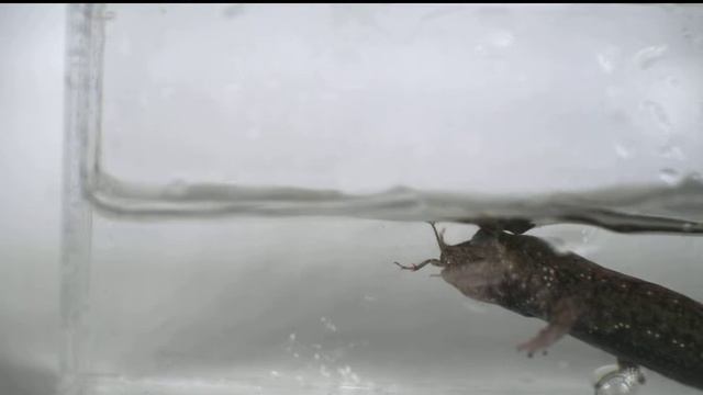 Desmognathus quadramaculatus feeding on a cricket смотреть онлайн