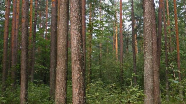 Август Утро раннее Туман смотреть онлайн
