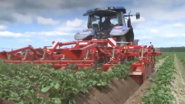 Какую картошку признали самой вкусной. Какой сорт выбрать смотреть онлайн