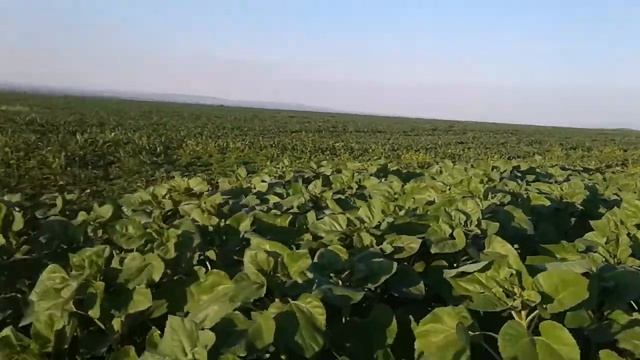 Подсолнух смотреть онлайн