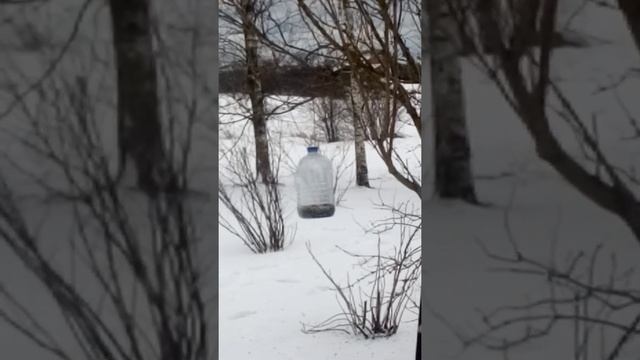 Кормушка для синиц без сорок, голубей,. воробьев.. смотреть онлайн