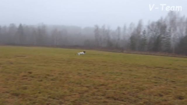 Ксолоитцкуинтли Медио: LIVELONG HIT ZHENEVIEVA, Вондерленд Итар Рио Санта Рита и поинтер Нимерия. 2