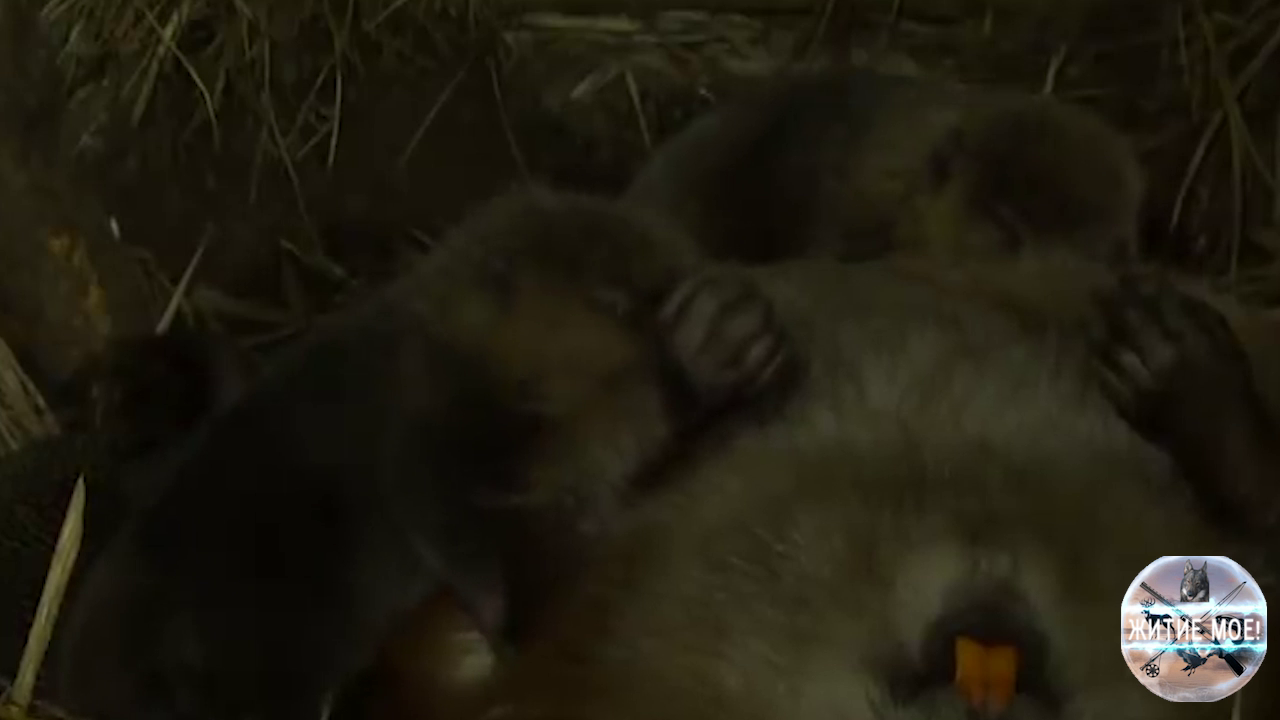 Жизнь пары бобров и их бобрят в подземном логове. Съёмка на фотоловушку смотреть онлайн