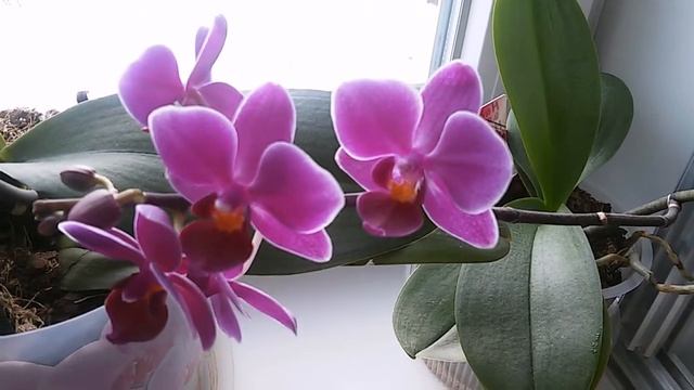 Мои комнатные цветы Обзор цветущих орхидей и фиалок Март2018 смотреть онлайн