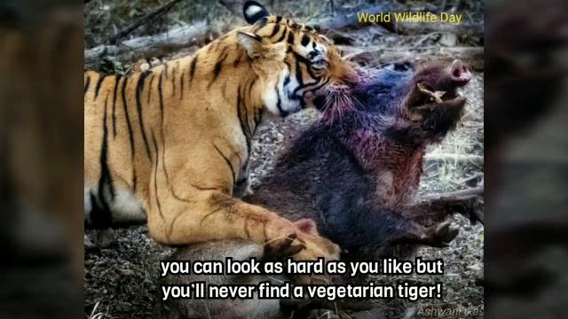 Siberian Tiger vs Bengal Tiger: What are the Differences? смотреть онлайн