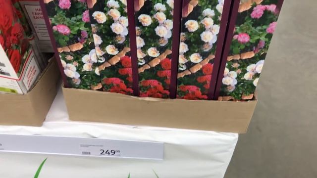 САД 2022 в Ашане.Гортензии, Сирень, Рододендроны. смотреть онлайн