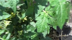 Томатный Гном Салат из зеленого лайма Подробный обзор сорта и дегустация.