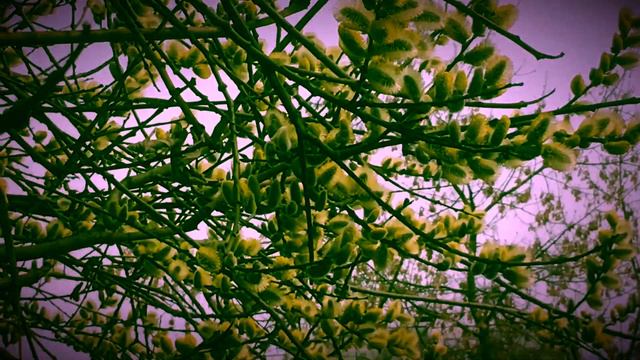 🍃359🍃Приходит время и это время называется весна смотреть онлайн