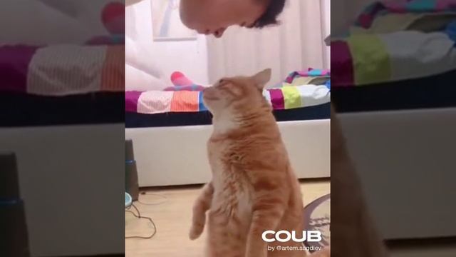 1608155158_looped_1608155155.mp4 смотреть онлайн