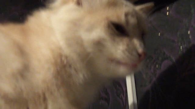 Ухмылка кота. Рыжий сибирский кот. смотреть онлайн