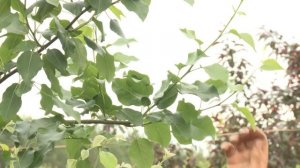 Программа "Наш Сад" № 81