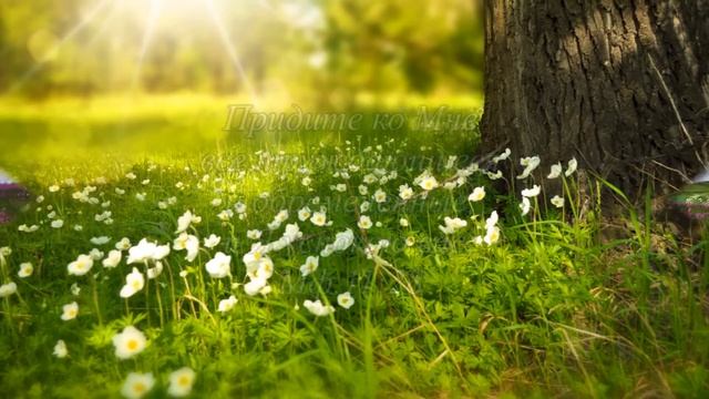 Стихи из Библии / Жизнь во Христе / Часть 4 смотреть онлайн