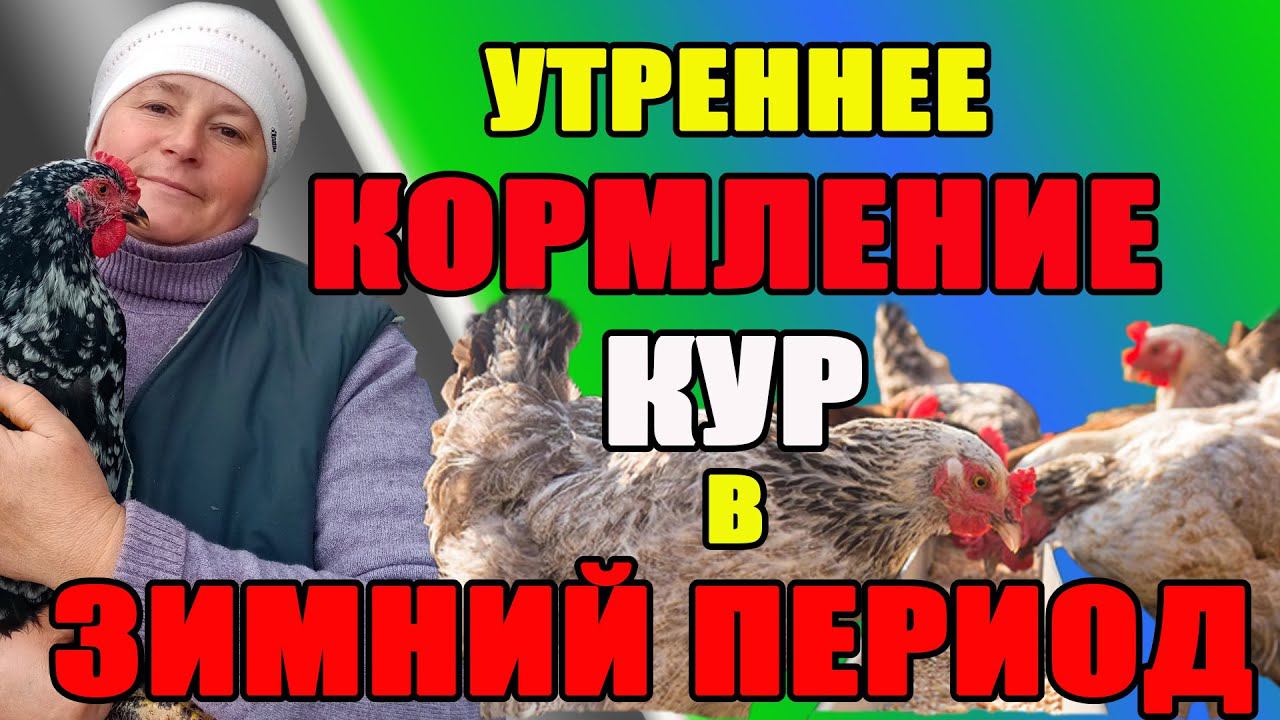 УТРЕННЕЕ КОРМЛЕНИЕ кур в зимний период. Новые добавки в рацион питания. смотреть онлайн