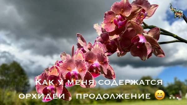 Условия содержания ОРХИДЕЙ дома для быстрого роста , продолжение👌🏻 #phal #orchidflower #уходзаорхиде