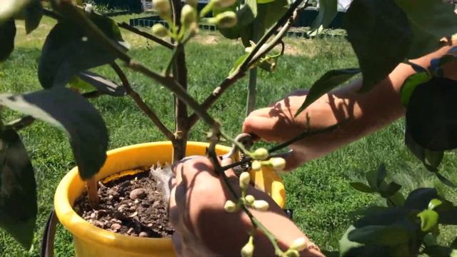 Цитрусовые. Воздушные Отводки у Лимонов. Размножение цитрусовых. Мариана и Михаил