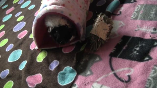 Top 4 Health Tips for Guinea Pigs | Perfectly Pampered Piggies смотреть онлайн