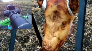 С мелкашкой на свинью, 150 метров.