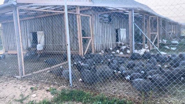 Pērļu vistas. Гвинейская птица, цесарка. Guinea fowl. смотреть онлайн