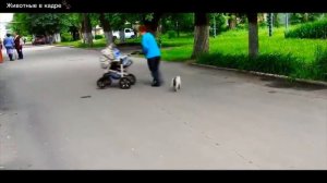 Шок! Кошки защищают маленьких детей! Ты такого не видел!