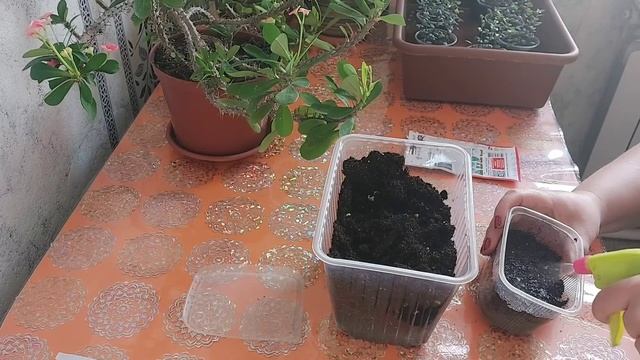 Посев и всходы Дихондры серебристый водопад смотреть онлайн