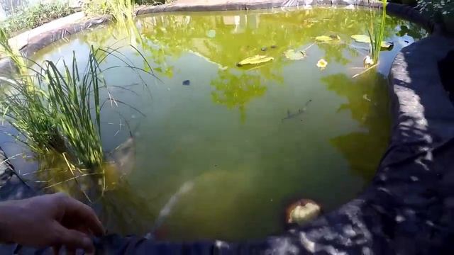 Кувшинки в пруду, насос для циркуляции, и фильтрация воды (июль 2018) смотреть онлайн
