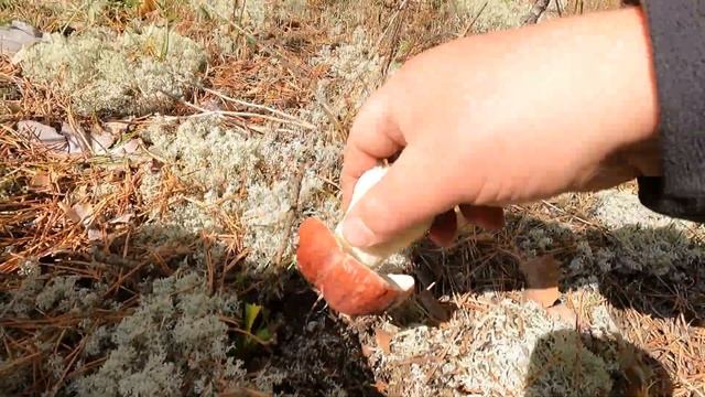 ЗА БЕЛЫМИ ГРИБАМИ сезон 2021 смотреть онлайн