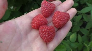 Моя любимица ремонтантная малина Полька