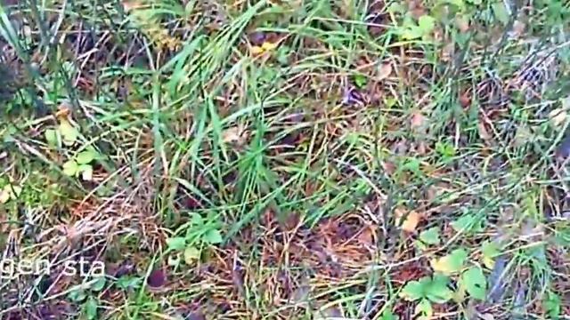 Вкусная кухня с Амалией